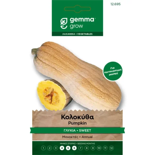 Gemma Κολοκύθα Γλυκιά φάκελος σπόρων