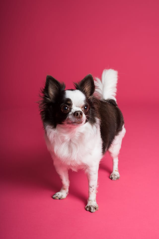pet