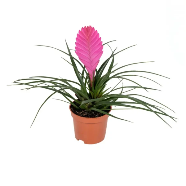 Τιλλάνσια - Tillandsia cyanea