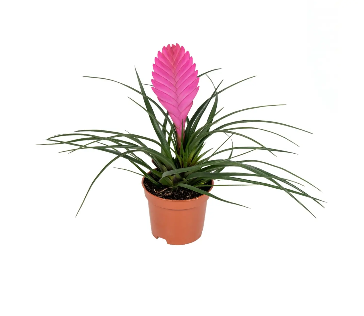 Untitled (1) Τιλλάνσια - Tillandsia cyanea - Image 1
