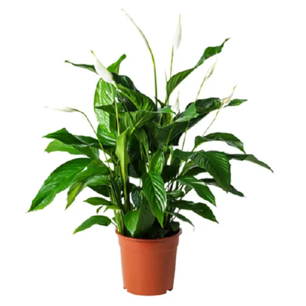 Σπαθίφυλλο