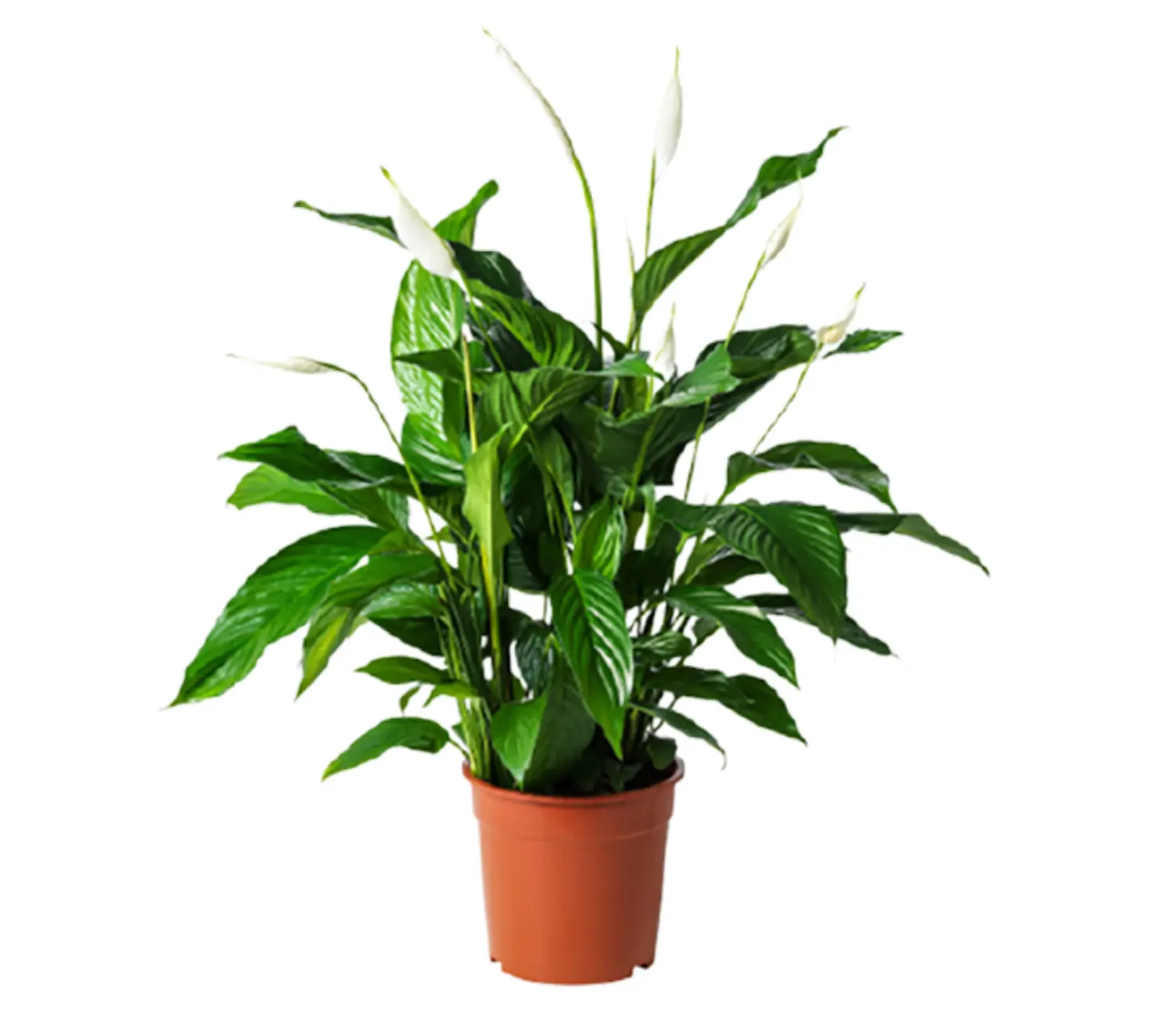 Untitled (2) Σπαθίφυλλο - Image 1