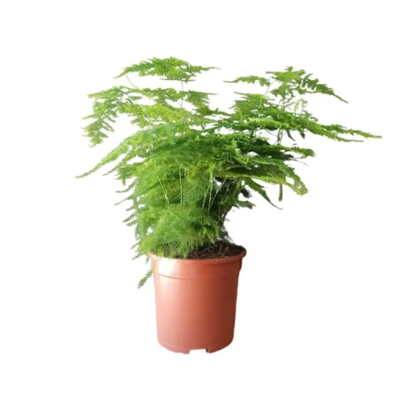 Αράχνη – Asparagus seteceus