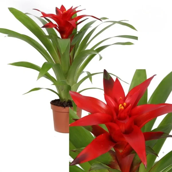 Γκουσμάνια Blitz Red