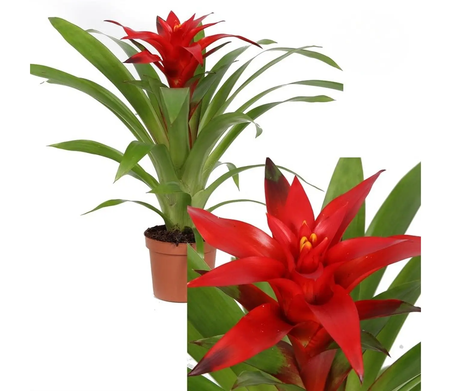 Γκουσμάνια Γκουσμάνια Blitz Red - Image 1