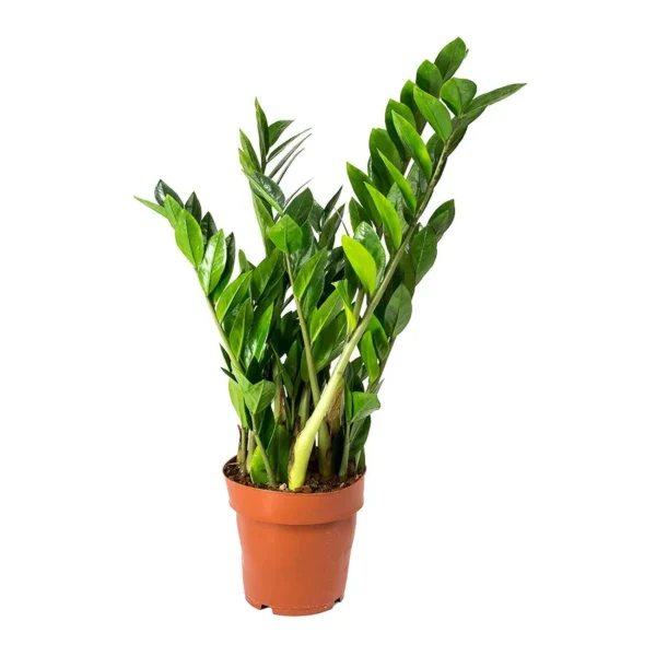 Ζάμια – Zamioculcas zamiifolia