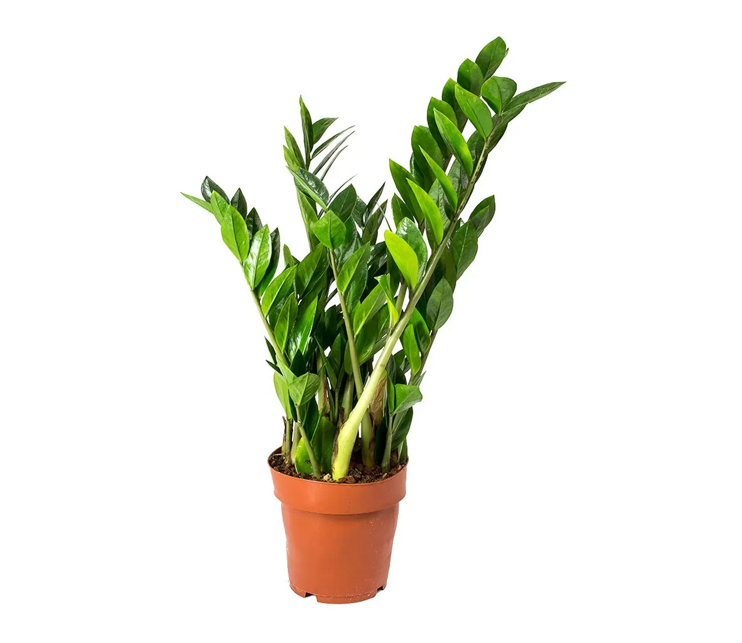 Ζάμια Ζάμια – Zamioculcas zamiifolia - Image 1
