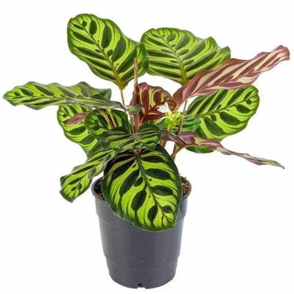 Καλαθέα - Calathea 'Makoyana