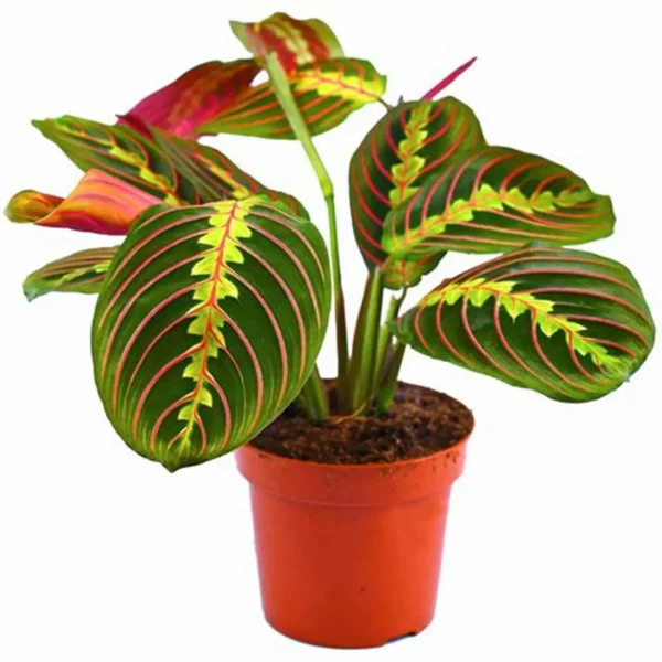 Μάρανθα – Maranta leuconeura