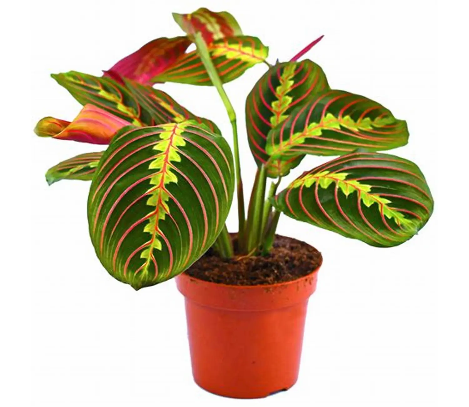 Μάρανθα Μάρανθα – Maranta leuconeura - Image 1