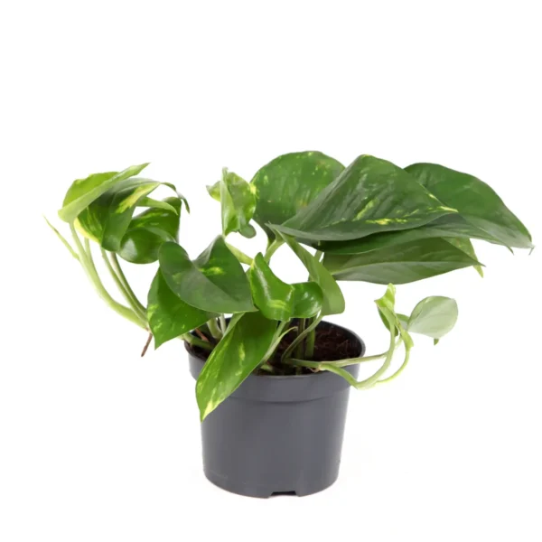 Πόθος – Epipremnum aureum Golden Pothos