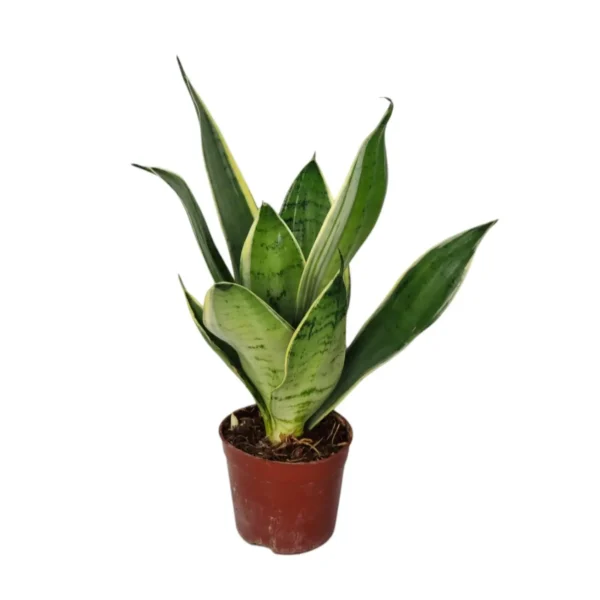 Σανσεβέρια – Sansevieria Laurentii