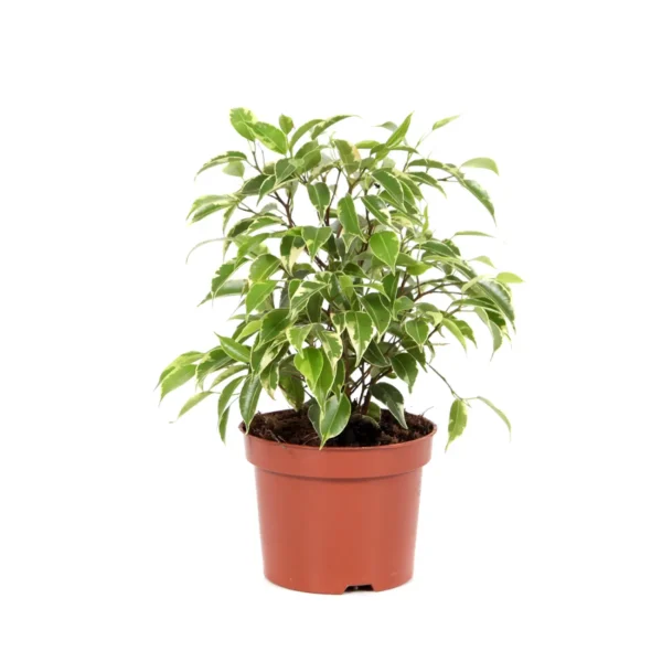 Φίκος – Ficus benjamin