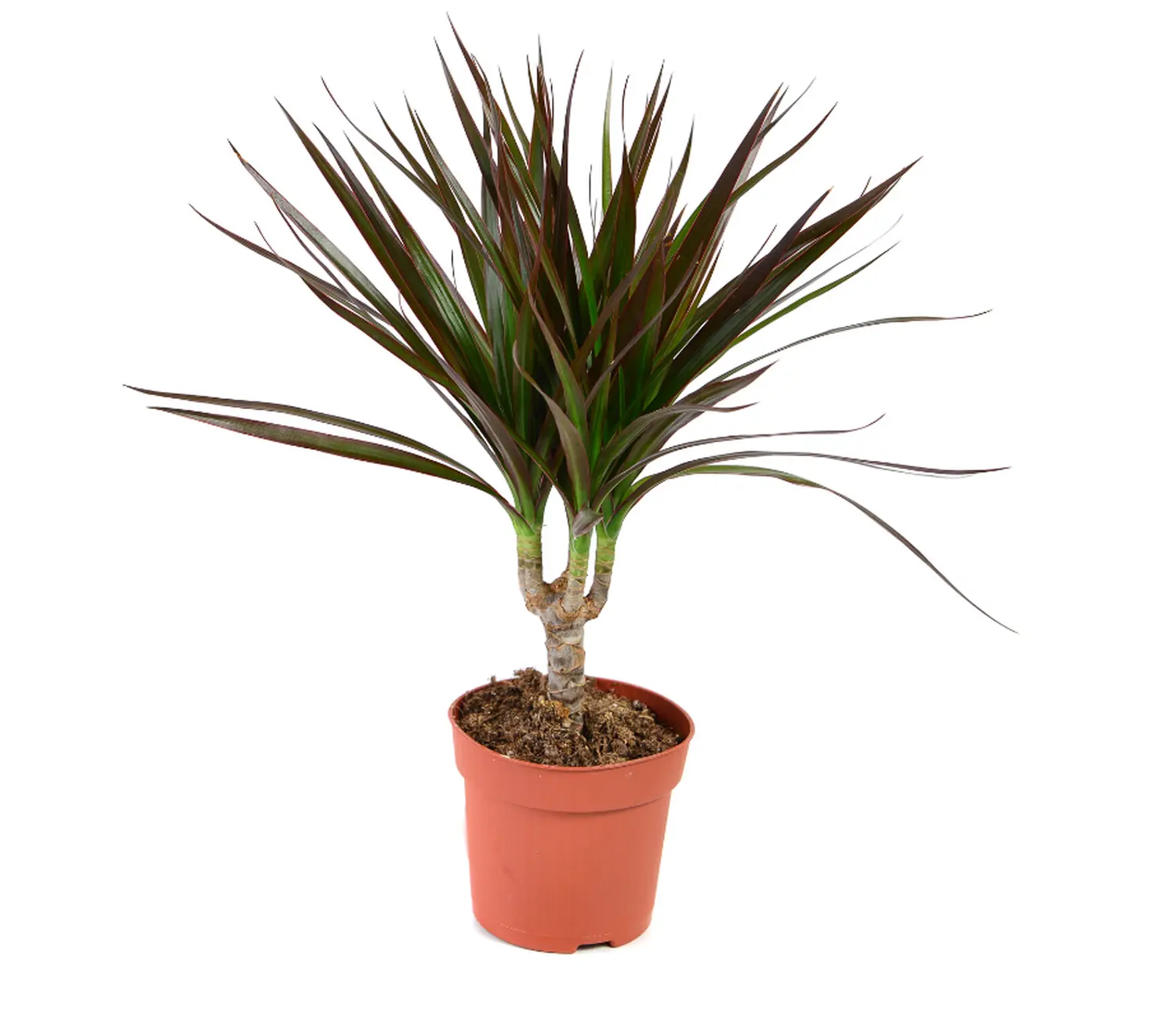 μαρτζινάτα Δράκαινα μαρτζινάτα – Dracaena marginata - Image 1