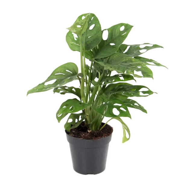 Μονστέρα – Monstera monkey mask