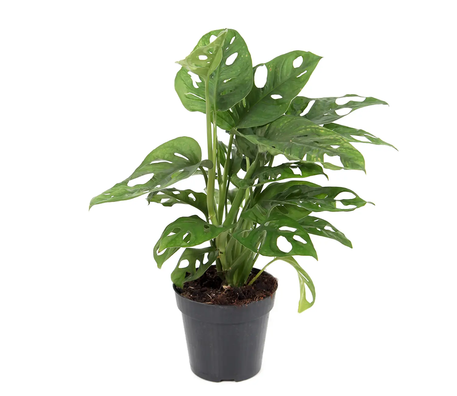 μονστέρα monkey Μονστέρα – Monstera monkey mask - Image 1