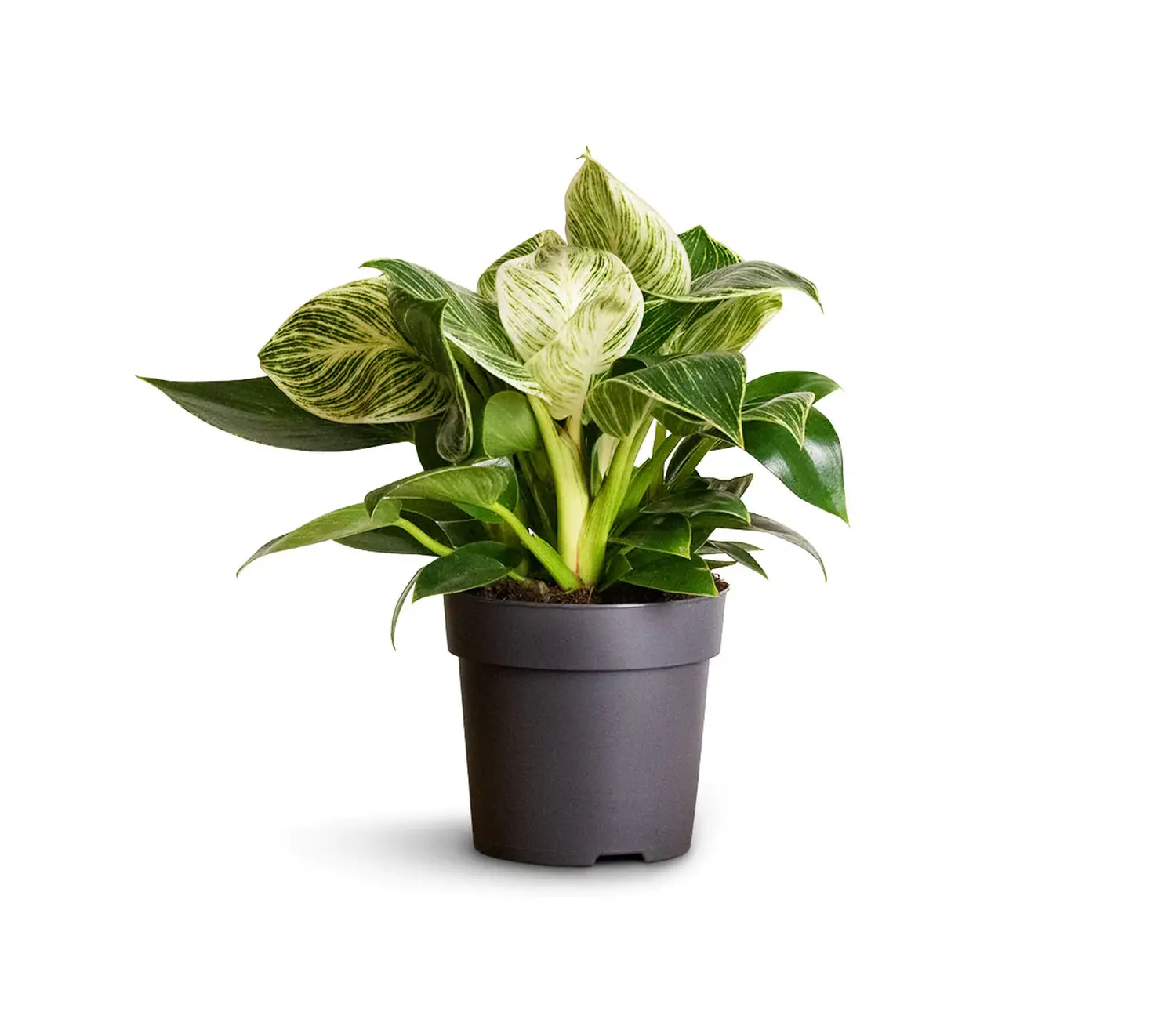 φυλλόδενδρο white wave Φυλλόδενδρο White Wave - Image 1