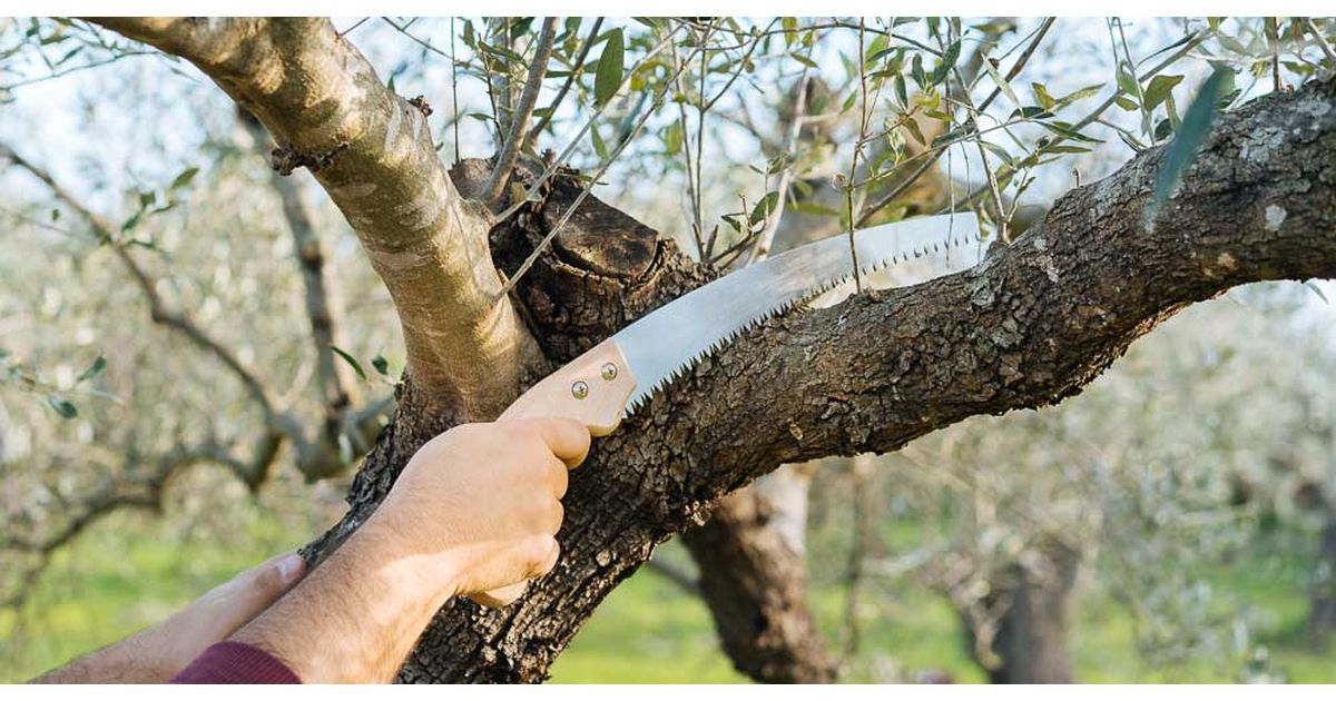 kladema elias facebook 3